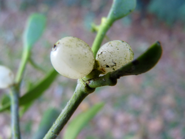 Baies de petite taille (5 mm), blanches en général et tirant vers le jaune chez le gui du sapin. Agrandir dans une nouvelle fenêtre (ou onglet)